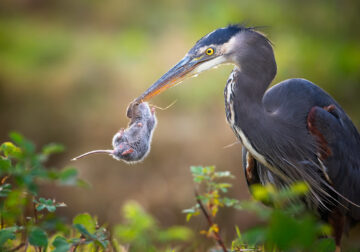 11 Finalists From The Bird Photographer Of The Year 2022 Competition!