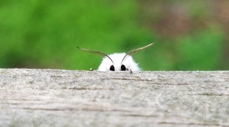 30 Photos Of Cute Bugs You May Not Have Seen Before