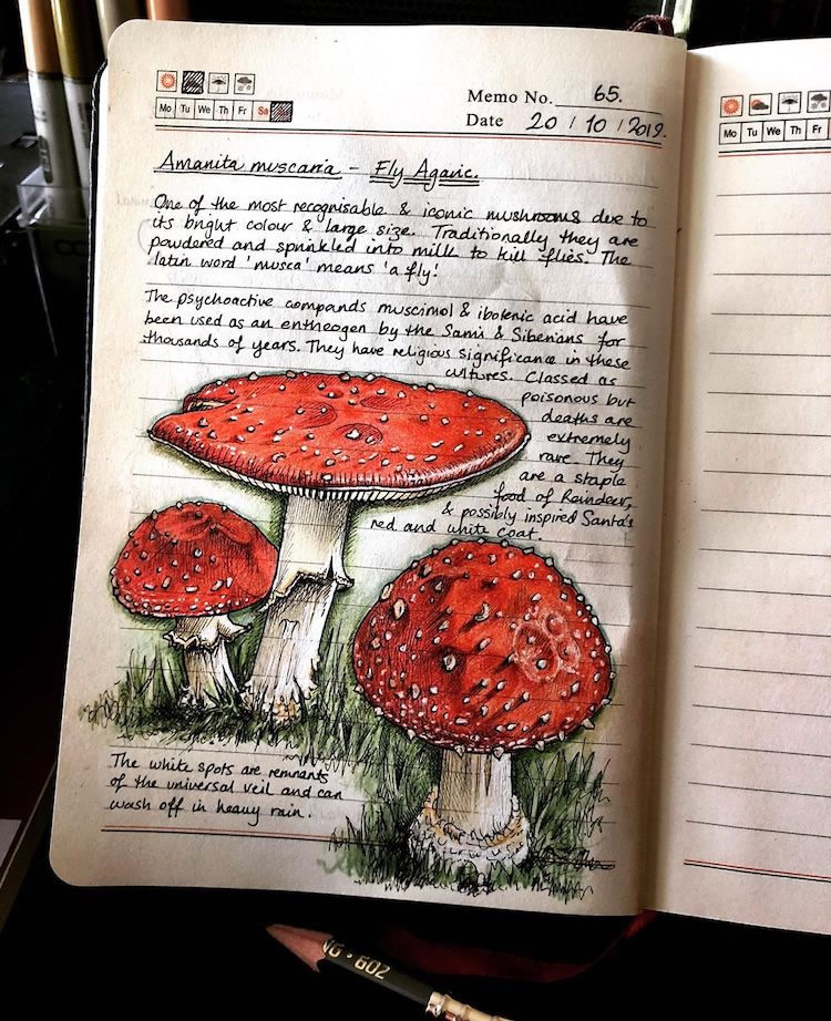 Nature Illustrations Journal By Bernoid