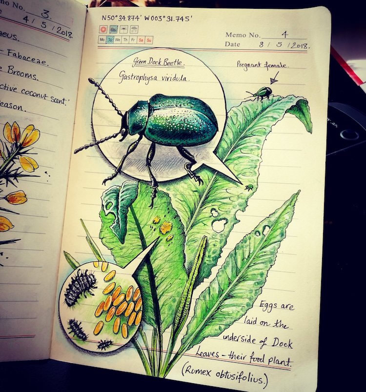 Nature Illustrations Journal By Bernoid