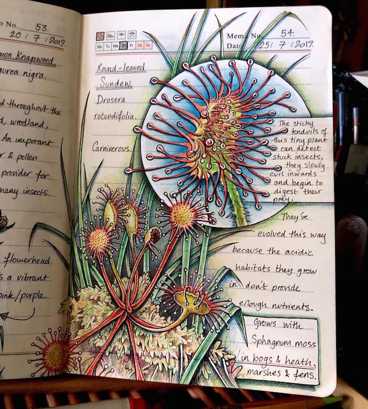 Nature Illustrations Journal By Bernoid