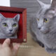 Japanese Artist Sachi Creates Realistic Cat Portraits Using Felted Wool