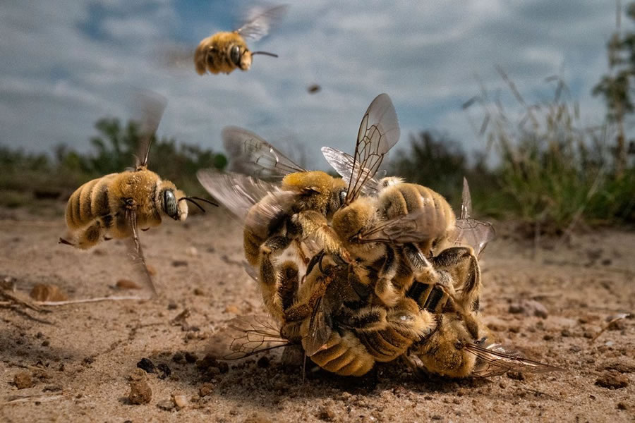 Amazing Winning Photos Of The 2022 BigPicture Natural World Photography Contest
