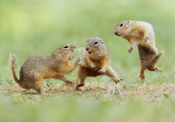 Photographer Julian Rad Captured Beautiful Photos Of Wild Animal’s Real Life