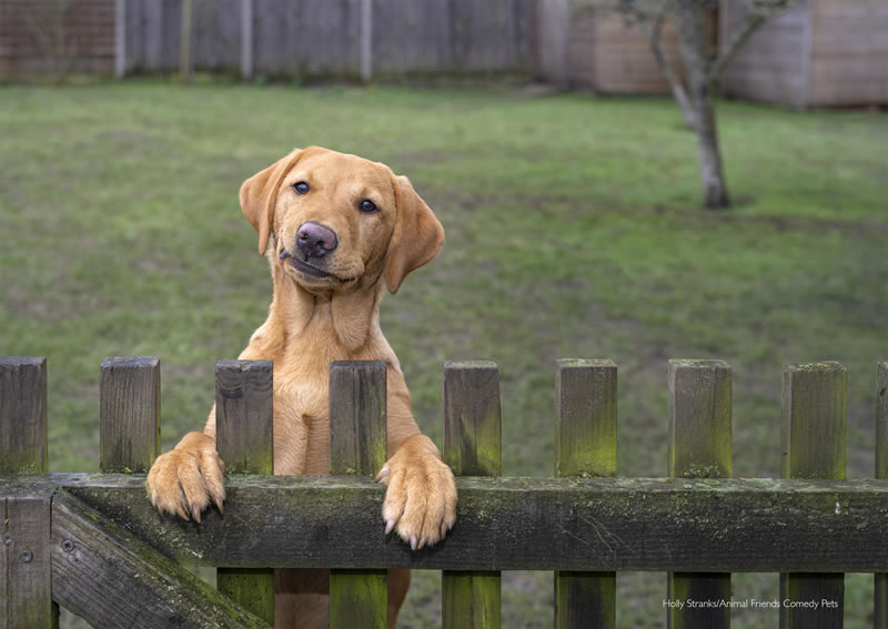 Animal Friends Comedy Pet Photo Awards 2022