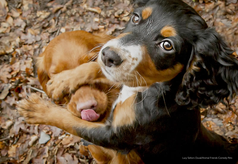 Animal Friends Comedy Pet Photo Awards 2022