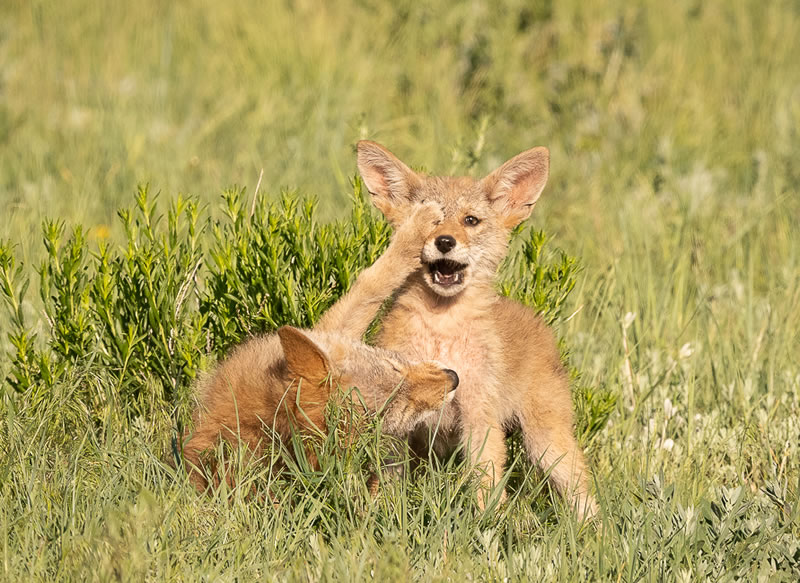 Comedy Wildlife Photography Awards Best Photos