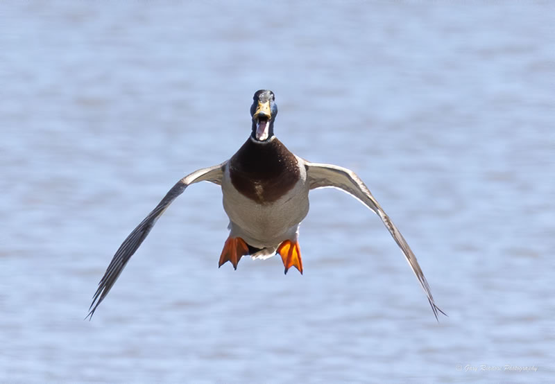 Comedy Wildlife Photography Awards Best Photos