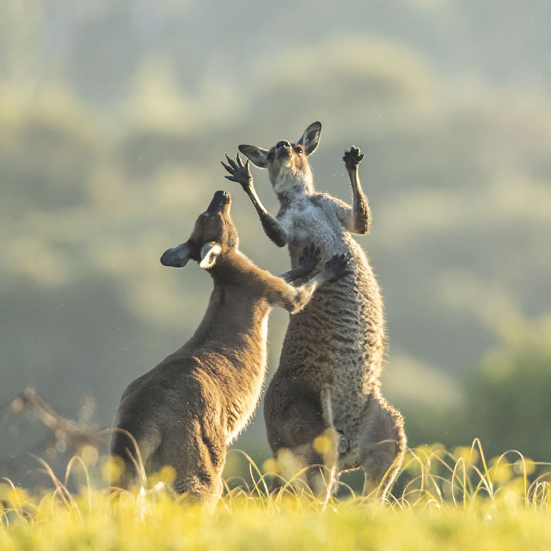 Comedy Wildlife Photography Awards Best Photos