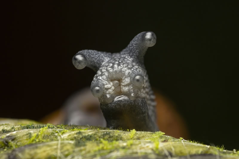 Comedy Wildlife Photography Awards Best Photos