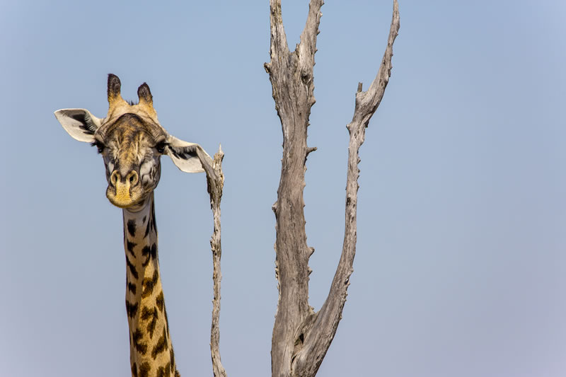 Comedy Wildlife Photography Awards Best Photos