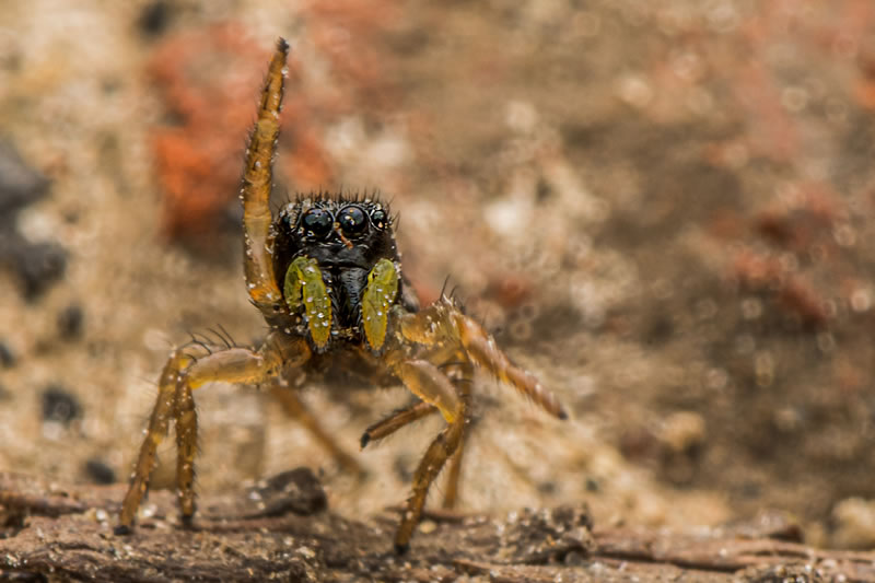 Comedy Wildlife Photography Awards Best Photos