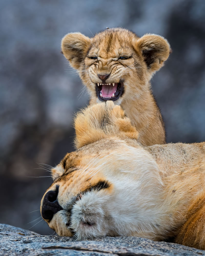 Comedy Wildlife Photography Awards Best Photos