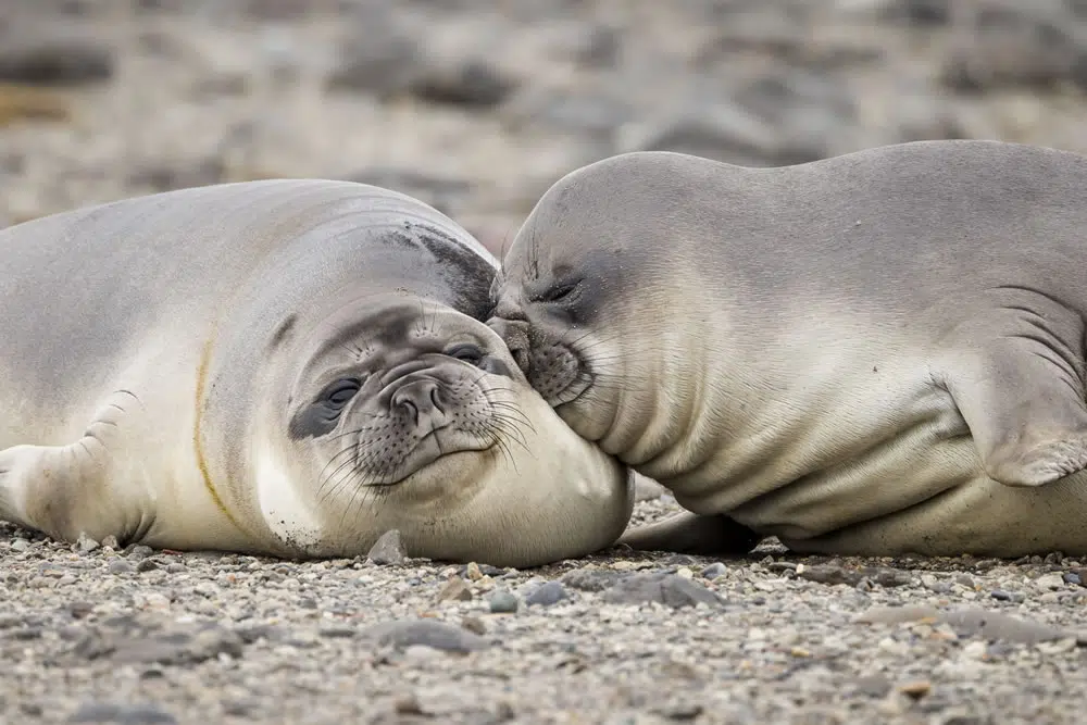 Comedy Wildlife Photography Awards Best Photos