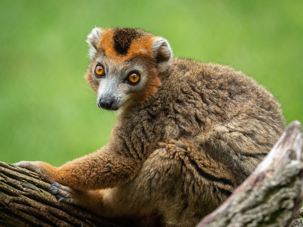 Gurushots Animal Kingdom Challenge