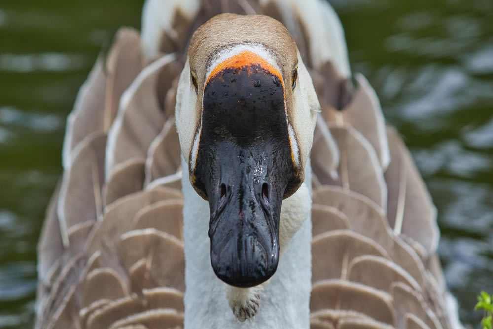 Gurushots Animal Kingdom Challenge