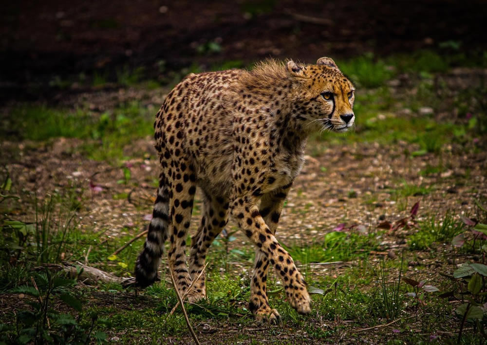 Gurushots Animal Kingdom Challenge