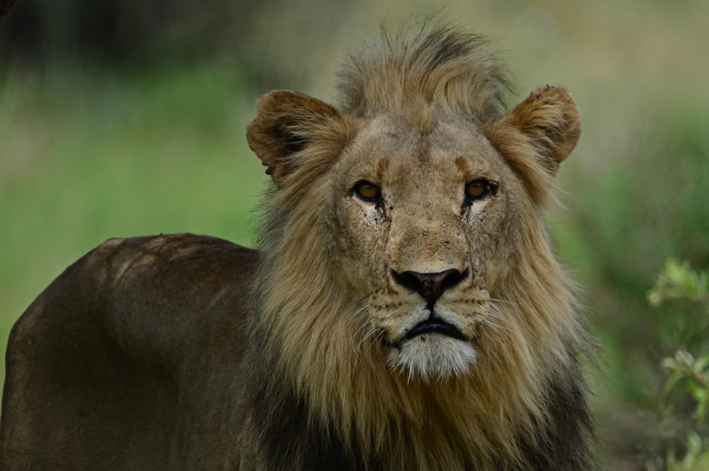 Gurushots Animal Kingdom Challenge