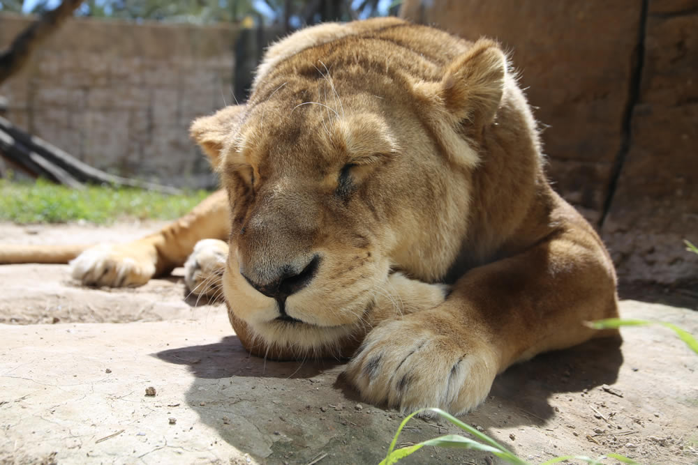 Gurushots Animal Kingdom Challenge