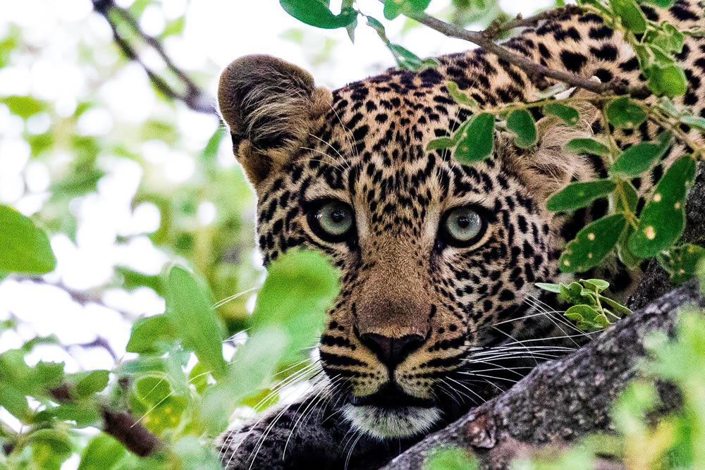 Gurushots Animal Kingdom Challenge