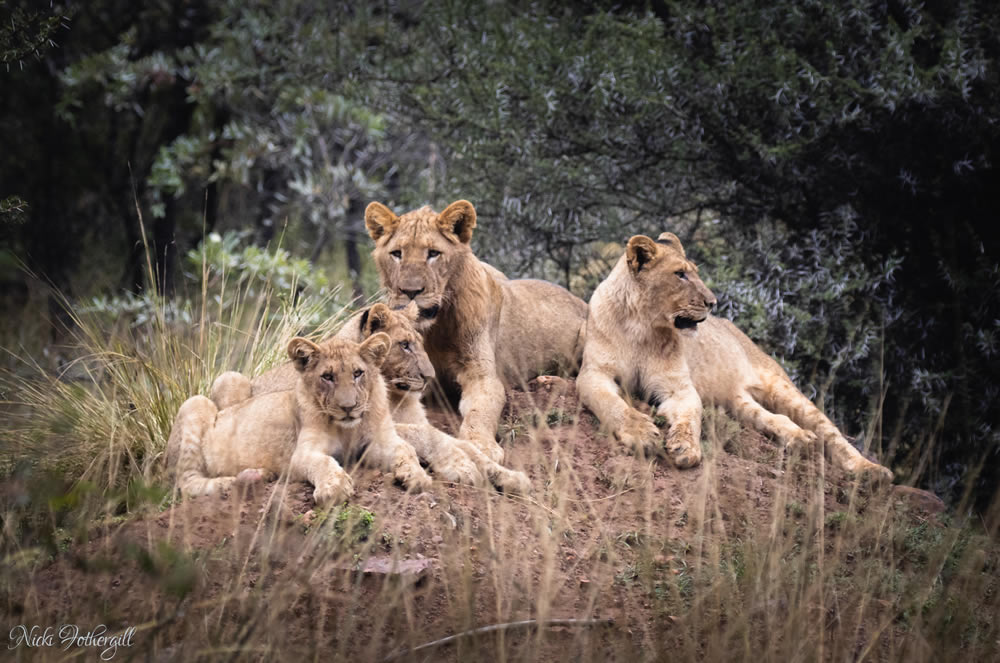 Gurushots Animal Kingdom Challenge