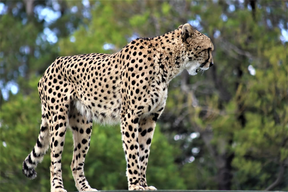 Gurushots Animal Kingdom Challenge