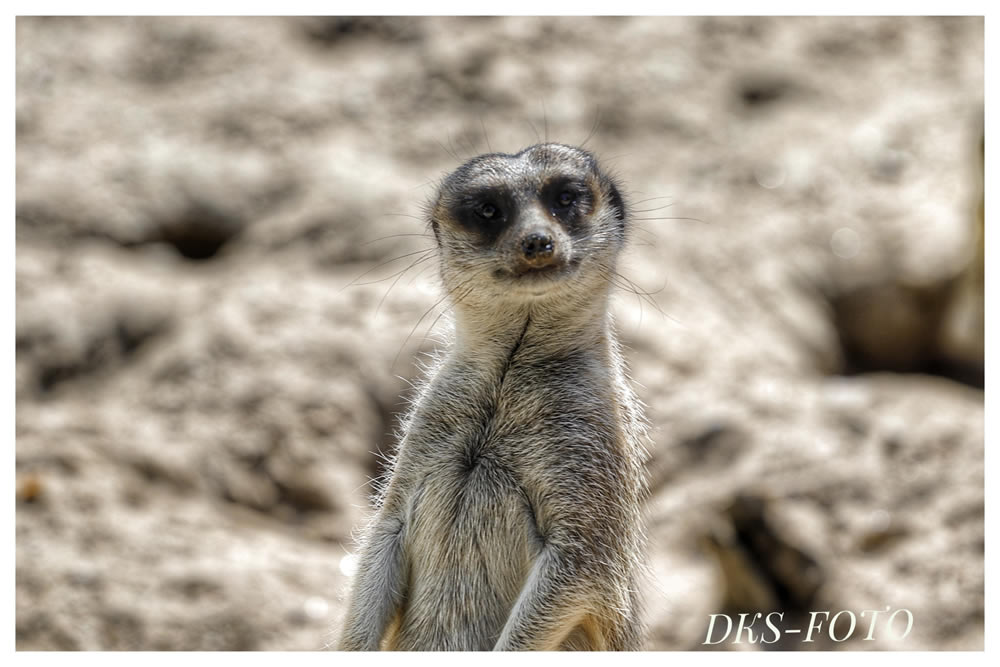 Gurushots Animal Kingdom Challenge