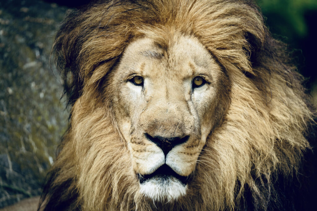Gurushots Animal Kingdom