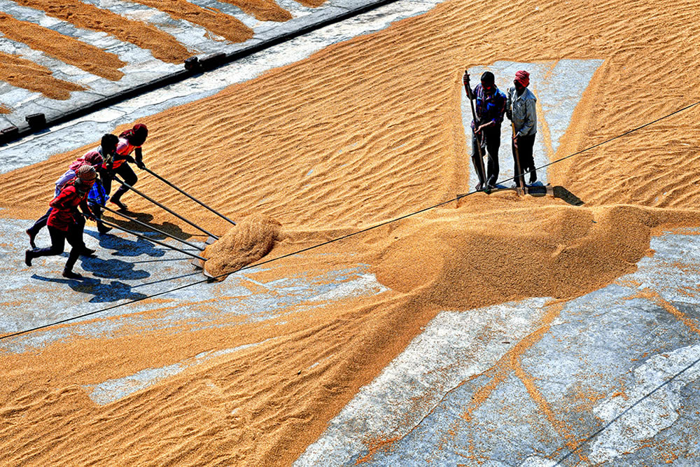 Paddy Drying Processes In Manual Mode