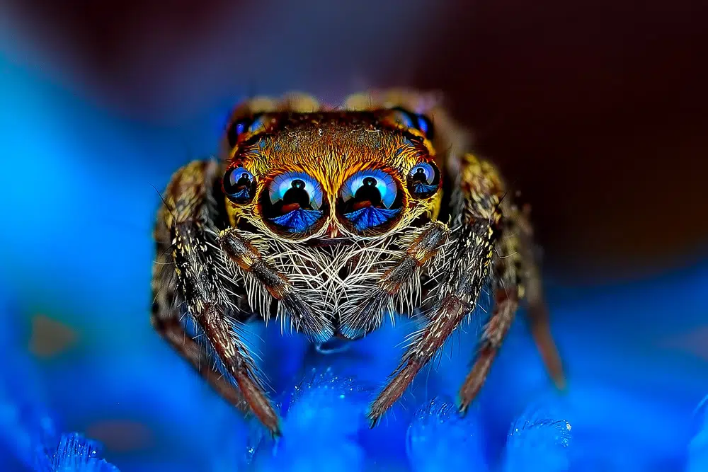 Spider Macro Photography