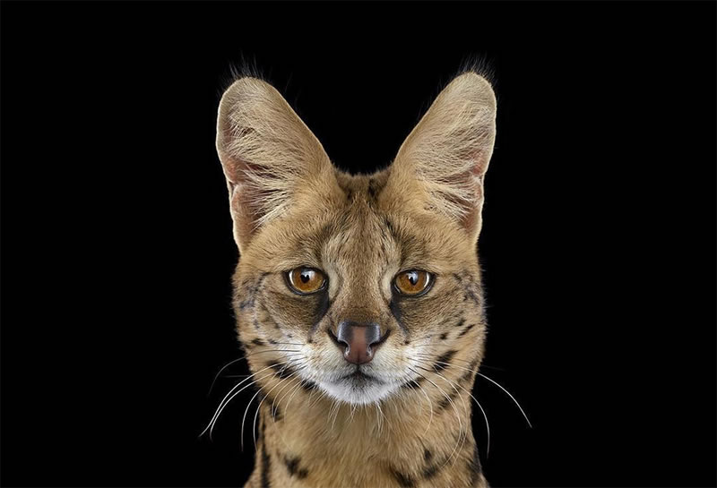 Wild Animals Studio Portraits By Brad Wilson