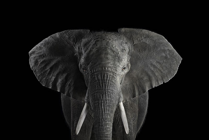 Wild Animals Studio Portraits By Brad Wilson