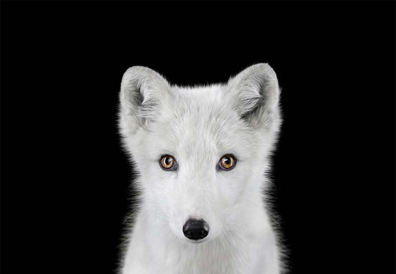 Wild Animals Studio Portraits By Brad Wilson