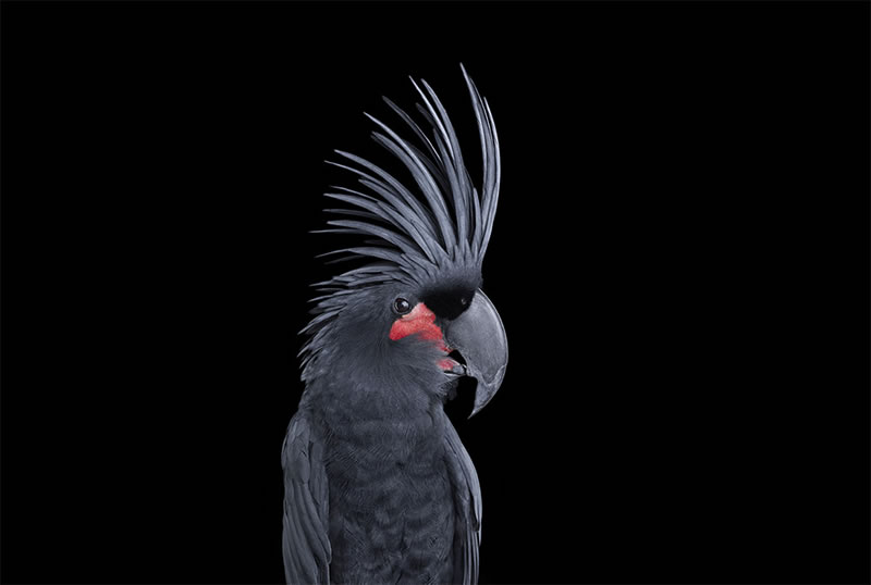 Wild Animals Studio Portraits By Brad Wilson