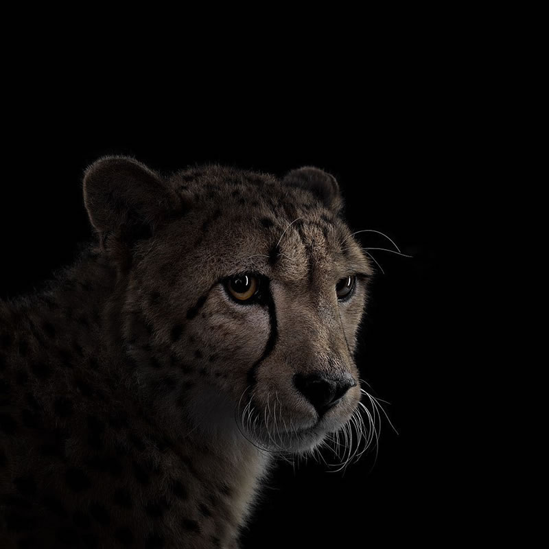 Wild Animals Studio Portraits By Brad Wilson