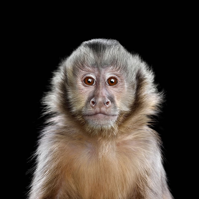 Wild Animals Studio Portraits By Brad Wilson