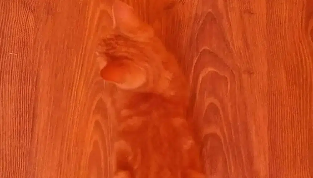 Cat Blends Into The Wood