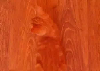 Cat Blends Into The Wood