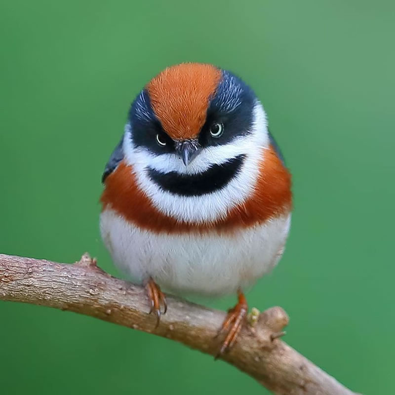 Black-Throated Bushtit Bird Photos By Chen Chengguang