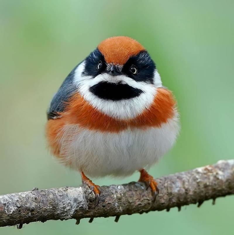 Black-Throated Bushtit Bird Photos By Chen Chengguang