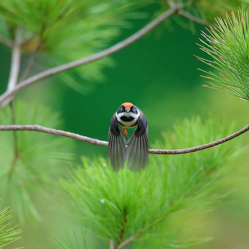 Black-Throated Bushtit Bird Photos By Chen Chengguang