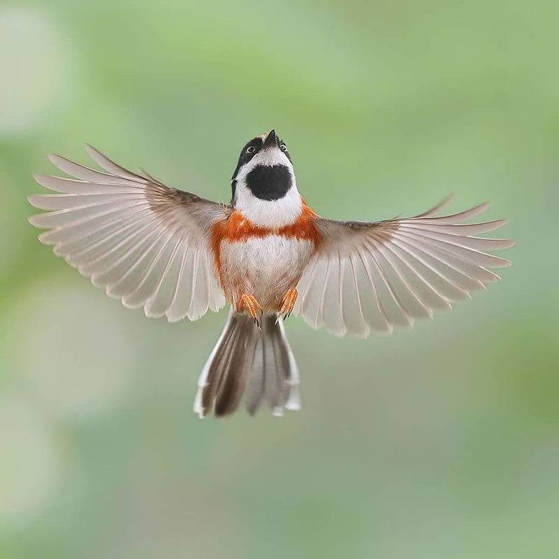 Black-Throated Bushtit Bird Photos By Chen Chengguang