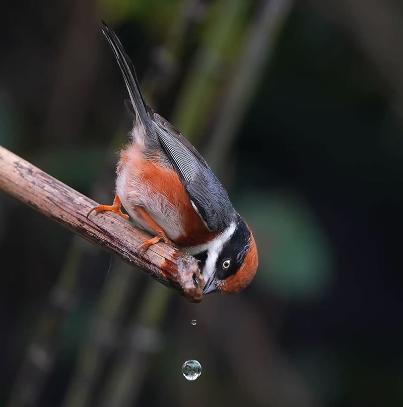 Black-Throated Bushtit Bird Photos By Chen Chengguang