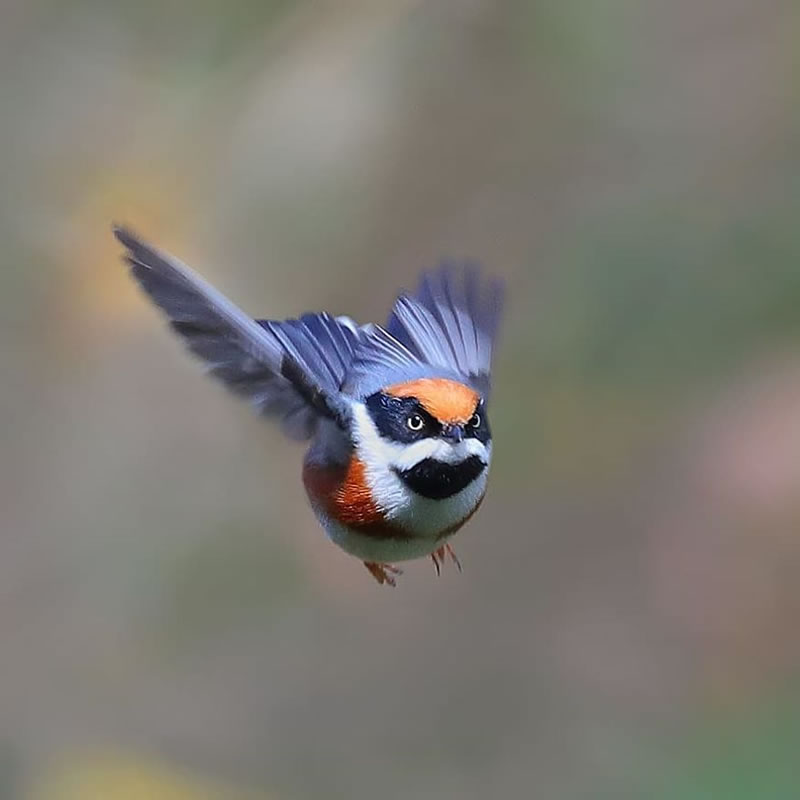 Photographer Chen Chengguang Captured The Rarest Bird Called Black ...