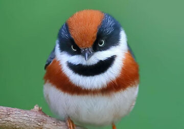 Black-Throated Bushtit Bird Photos By Chen Chengguang