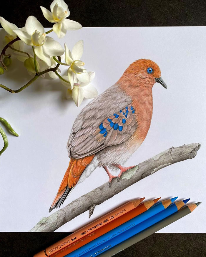 Bird Drawing Colored pencil Sketch Handpainted parrot watercolor  Painting pencil animals png  PNGWing