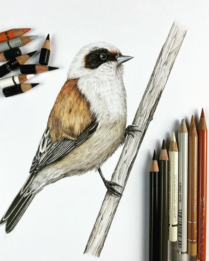 German Artist Nikolas Kuhlen Creates Beautiful Pencil Drawings Of Birds