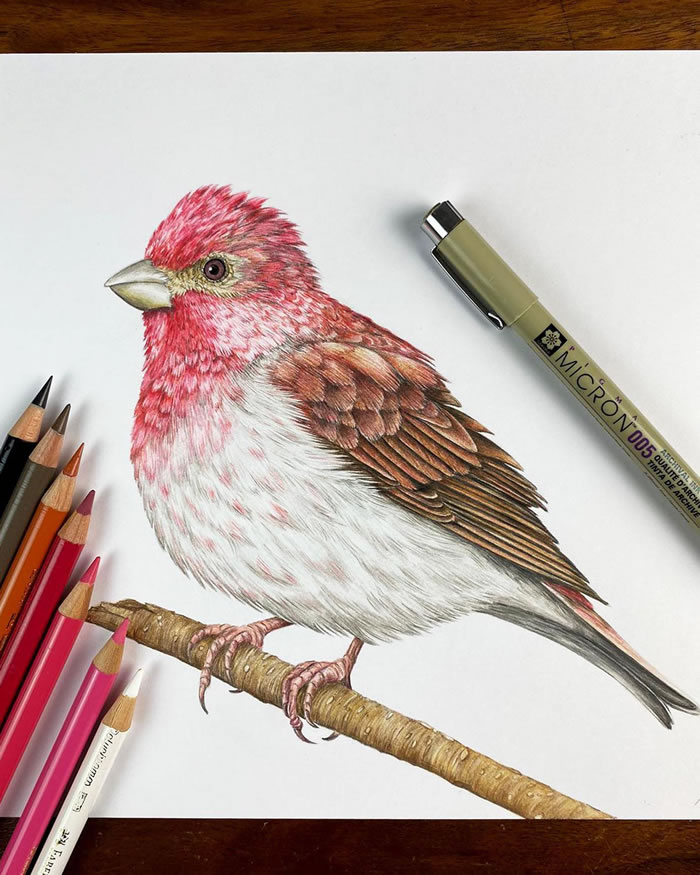 Bird Drawing Colored Pencil Illustration - [american Village] [plant  Flowers] White Blend Waist Transparent PNG - 510x527 - Free Download on  NicePNG