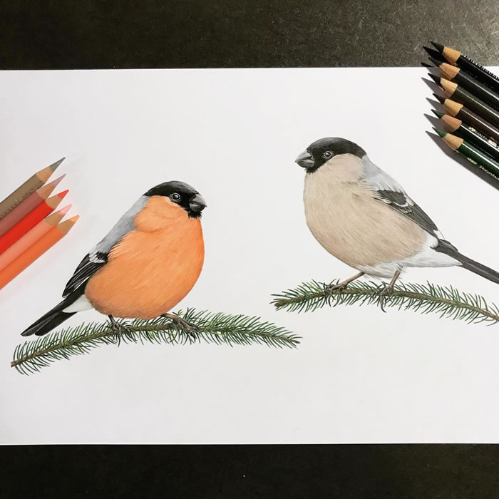 https://121clicks.com/wp-content/uploads/2022/08/pencil_art_of_birds_nikolas_kuhlen_13.jpg