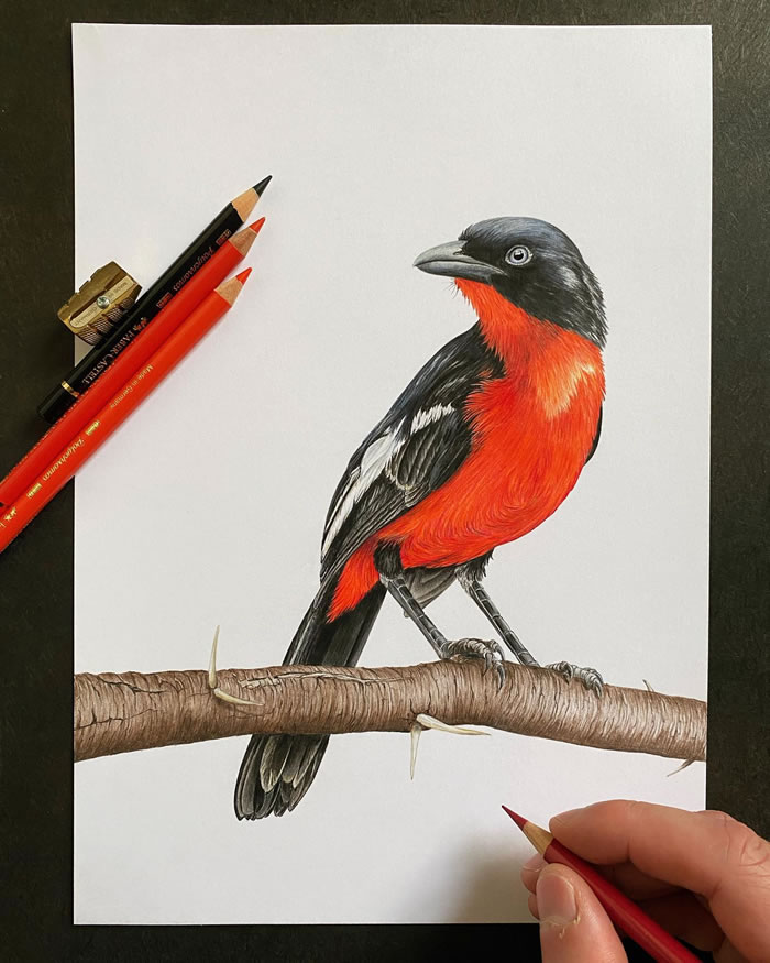 Beautiful Pencil Art By Nikolas Kuhlen